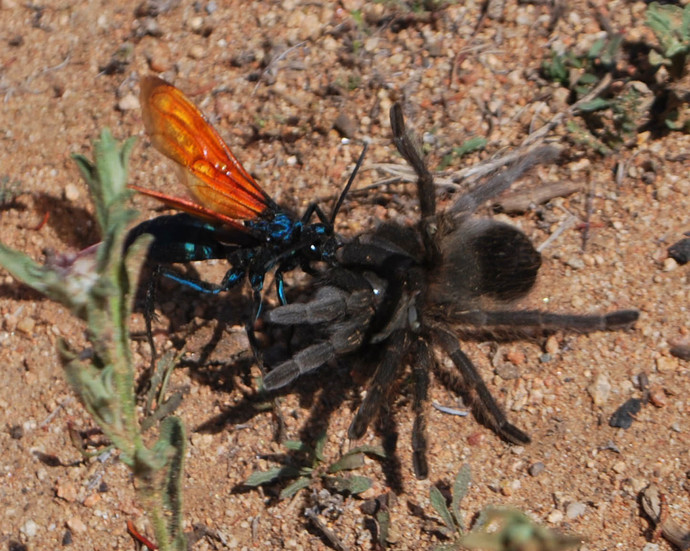 Have you ever heard of the tarantula hawk wasp?