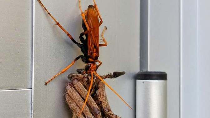 Have you ever heard of the tarantula hawk wasp?
