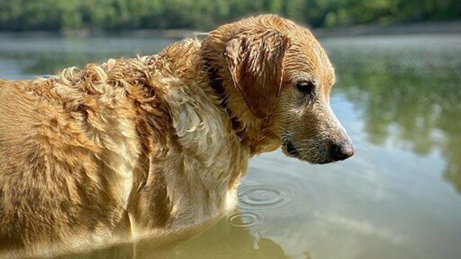 What kind of animal person are you?