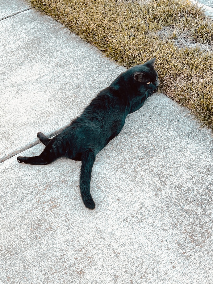 What do I do? cat question?