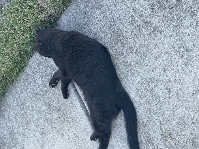 What do I do? cat question?