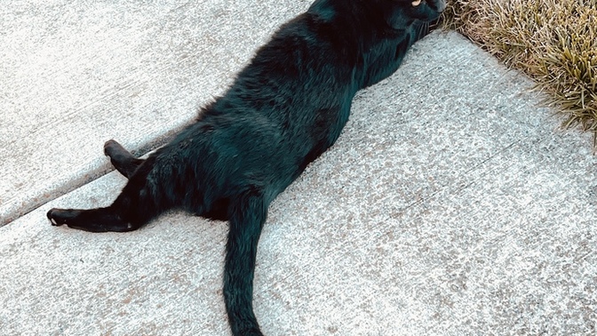 What do I do? cat question?