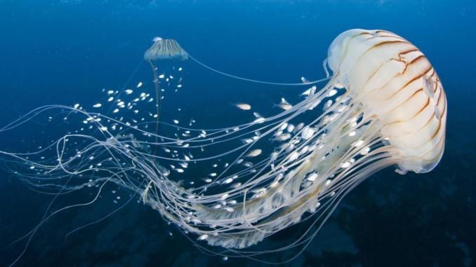 What do Americans call this creature?