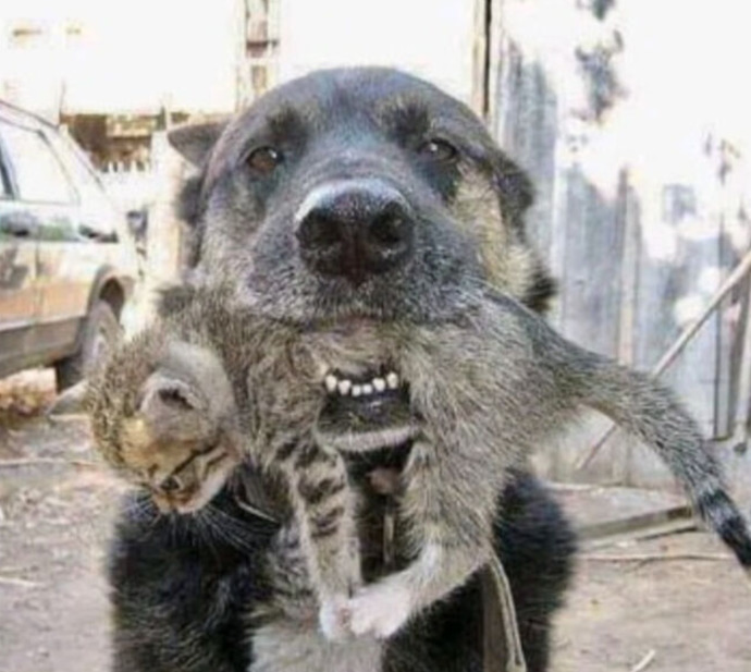What do you think about this HERO DOG?