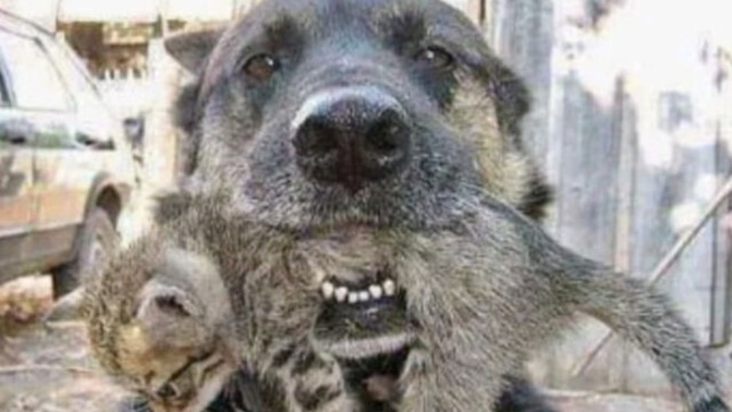 What do you think about this HERO DOG?