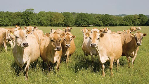 Have you had milk from Jersey cows?