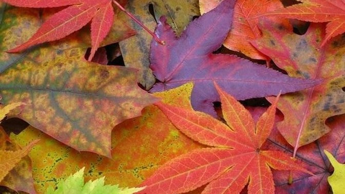 If fall had a flavor that wasn't pumpkin spice, what do you think it'd be?