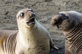 So, If You Could Be Any Animal, What Would You Be and Why?