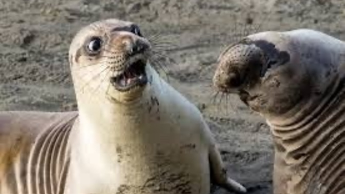 So, If You Could Be Any Animal, What Would You Be and Why?