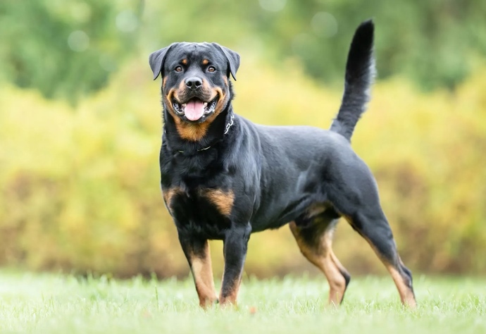 Should I get a doberman or rottweiler?