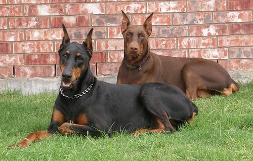 Should I get a doberman or rottweiler?
