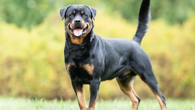 Should I get a doberman or rottweiler?