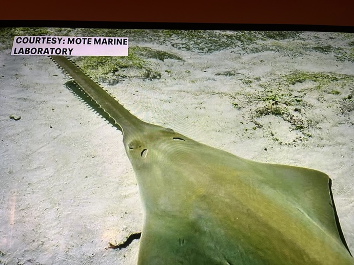 Why are sawfish dying?