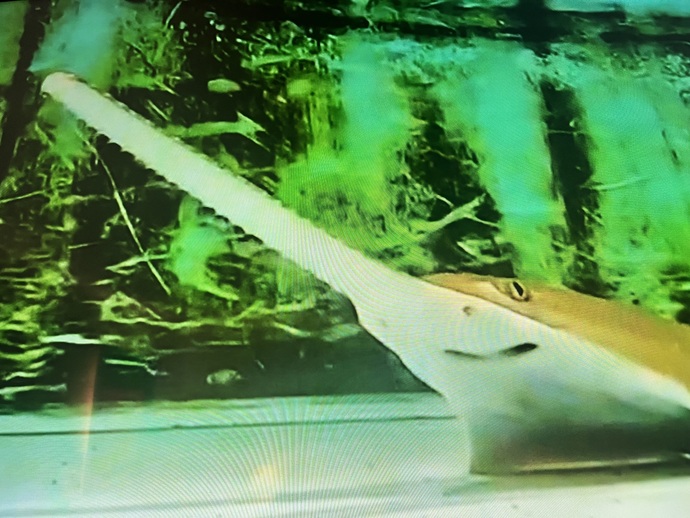Why are sawfish dying?