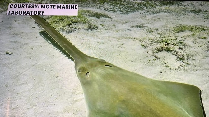 Why are sawfish dying?