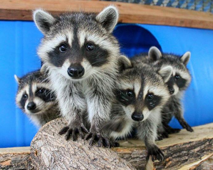 Am I guilty of raccoon abuse?