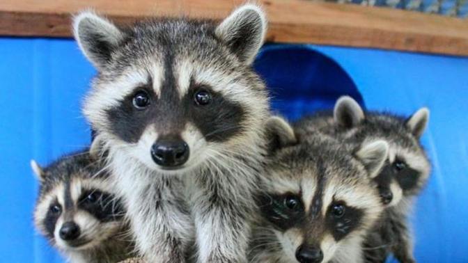 Am I guilty of raccoon abuse?