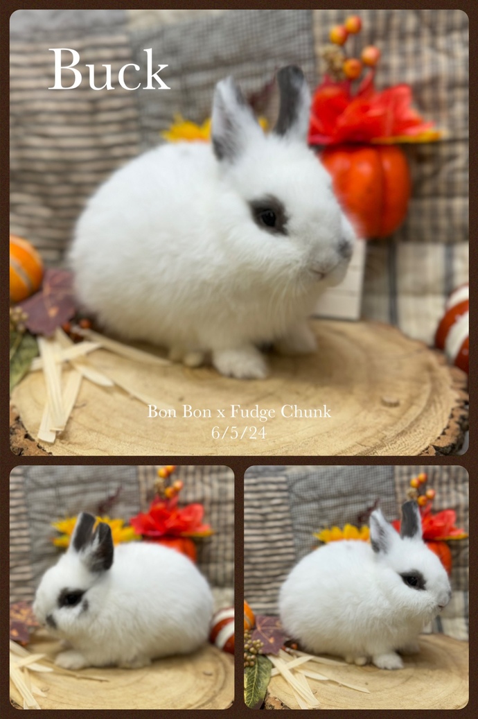 Which color rabbit should I get?