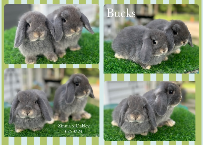 Which color rabbit should I get?