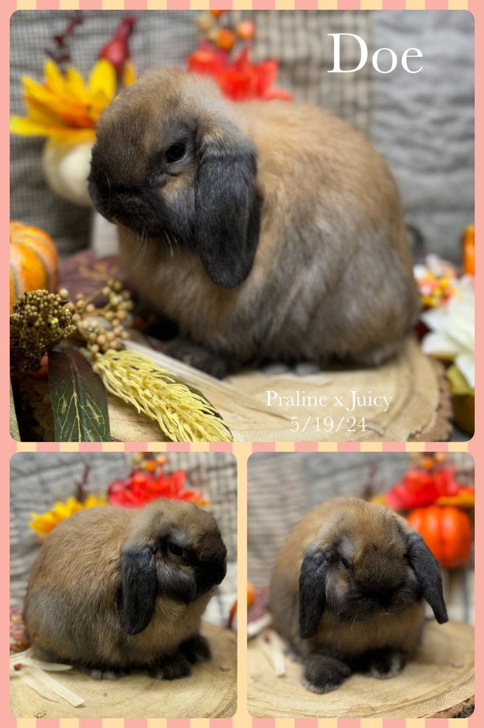 Which color rabbit should I get?
