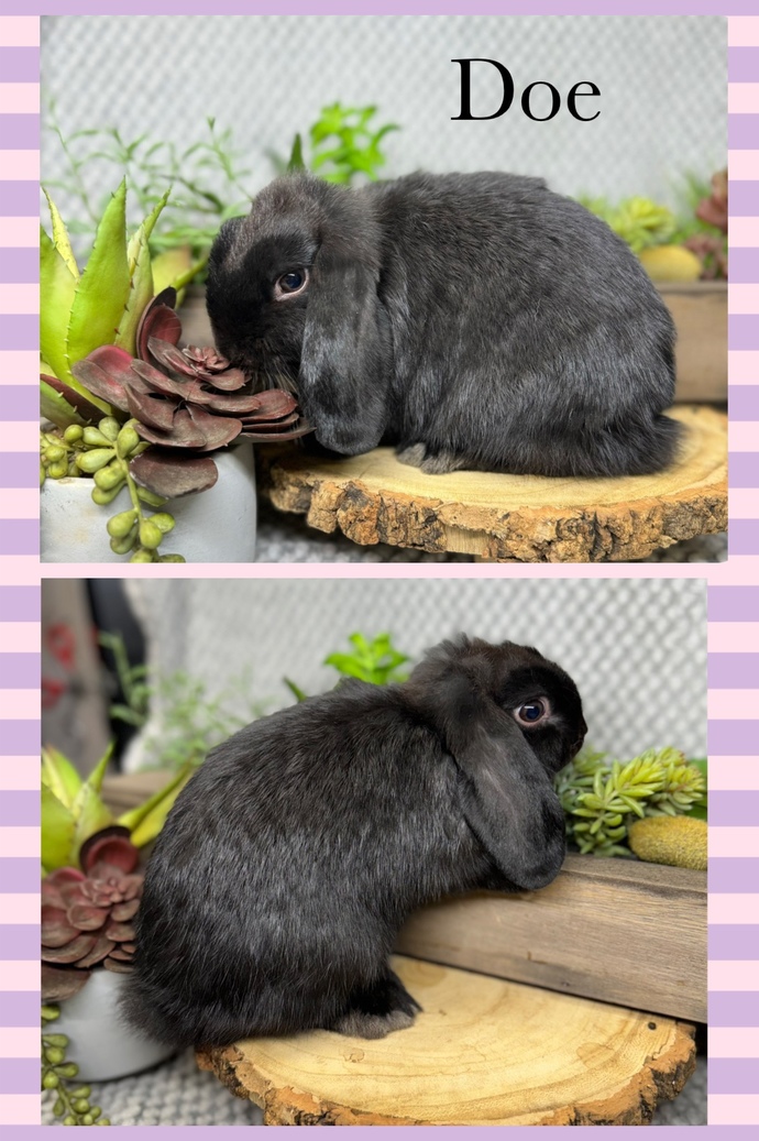 Which color rabbit should I get?
