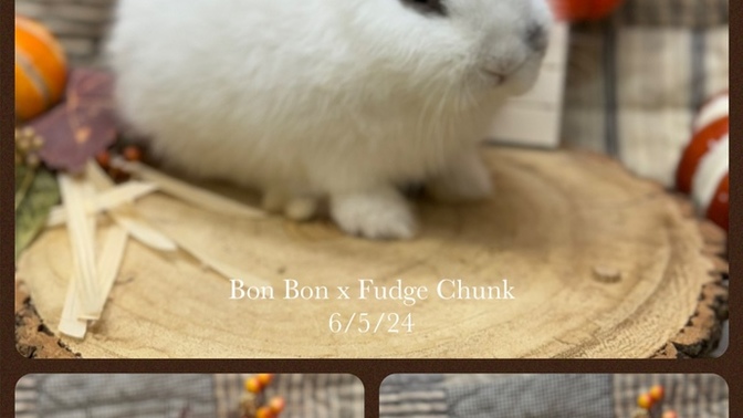 Which color rabbit should I get?