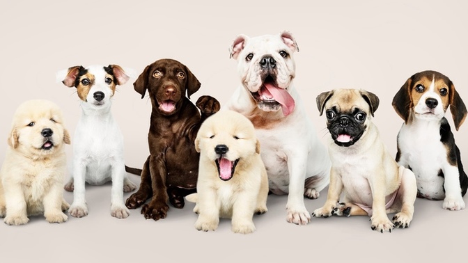 What do you think about dogs? Just in general?