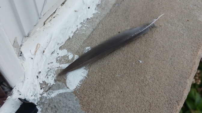 If a man gave you a feather would you assume he was purposing to you?