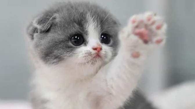 What would you do if every time you ate a burger a cat showed up in your house?