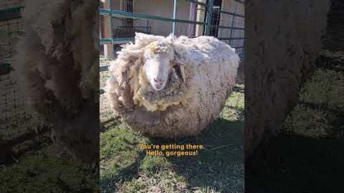 Is this what happens when you DON'T CUT your HAIR?