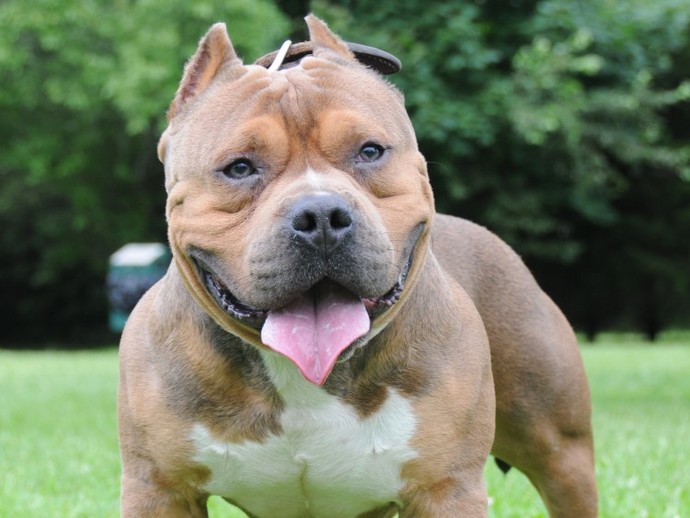 How come the same people who get angry when someone says not all men are the same people who get angry if you say that XL bullies are dangerous?