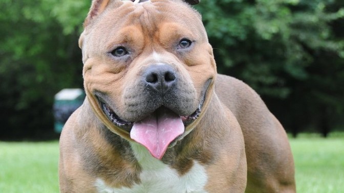 How come the same people who get angry when someone says "not all men" are the same people who get angry if you say that XL bullies are dangerous?
