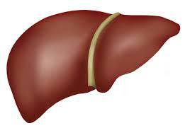 Your liver is your most misunderstood friend