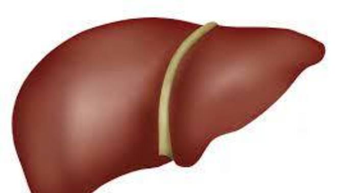 How is your liver?
