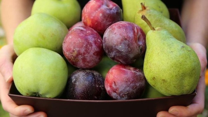 What climate fruit do you prefer?