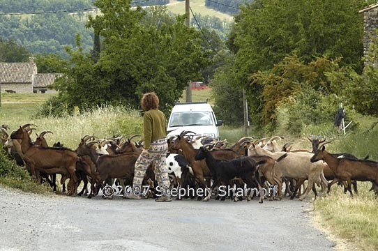 What would you do if you saw a pack of bulls running around in public?