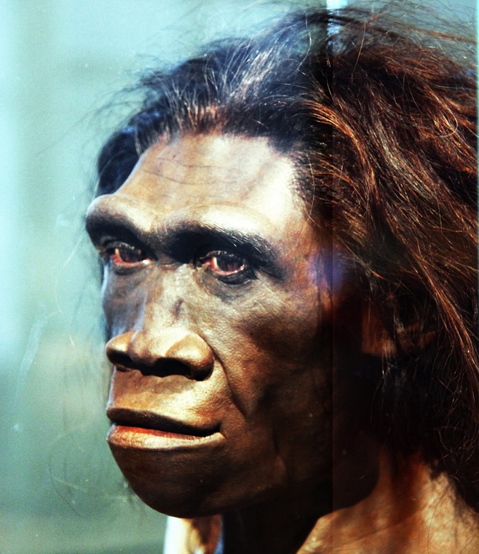 Did you know that Homo Erectus might have been able to drive?