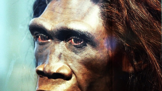 Did you know that Homo Erectus might have been able to drive?
