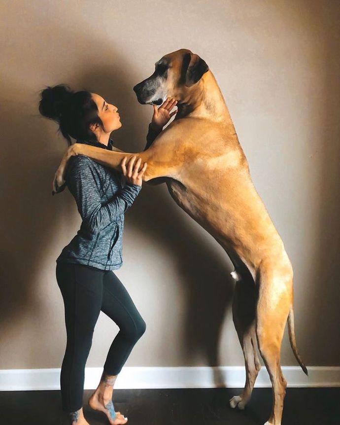 Guys. You see a hot girl with a large make dog. What do you think & are you intimidated?