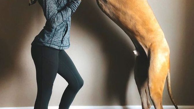 Guys. You see a hot girl with a large make dog. What do you think & are you intimidated?