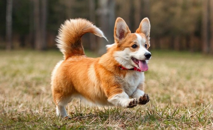 What is your state/counties dog?