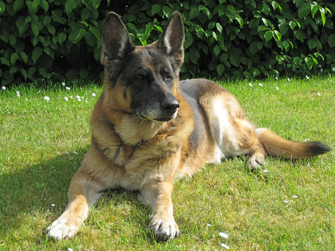 What is your state/counties dog?
