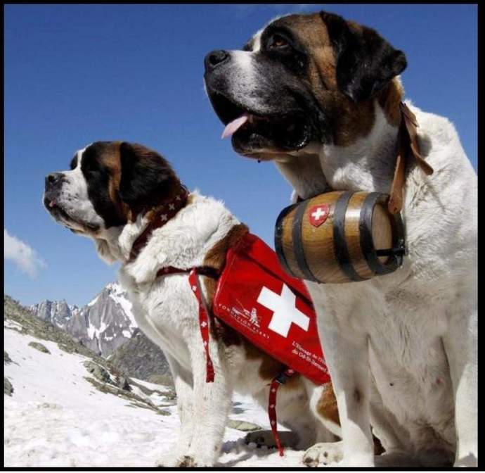 What is your state/counties dog?