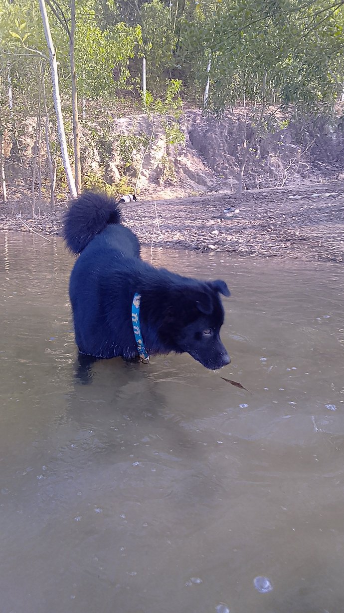 What is your state/counties dog?
