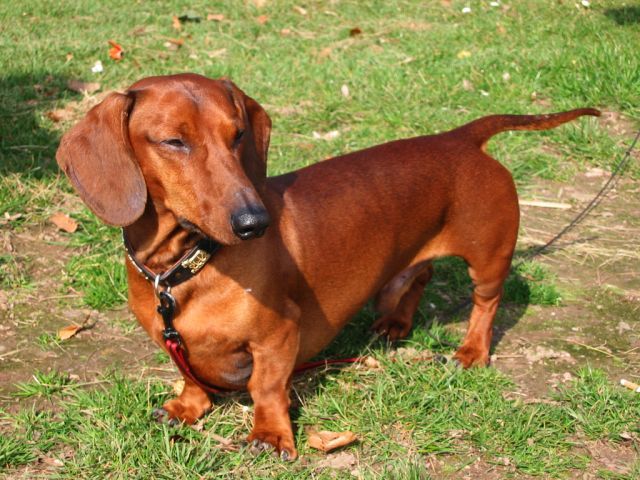 What is your state/counties dog?