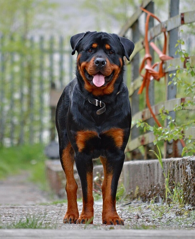 What is your state/counties dog?
