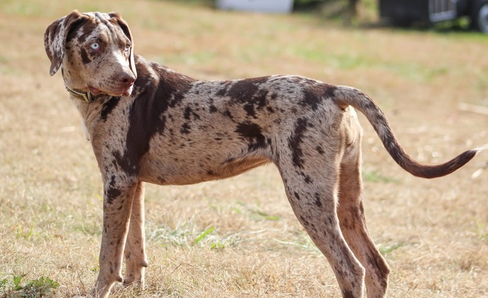 What is your state/counties dog?