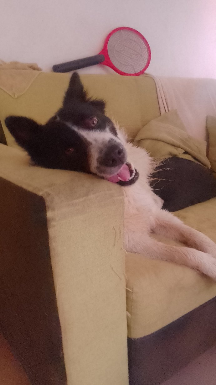 What is your state/counties dog?