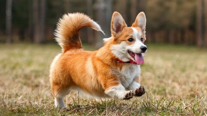 What is your state/counties dog?