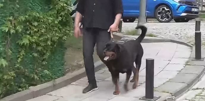 Are these dogs the same dog (PLEASE ANALYZE)?